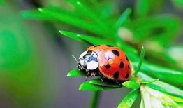 七星瓢虫爆料视频大全,揭秘昆虫世界的奇妙瞬间